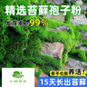 匯種草農苔蘚孢子粉四季鮮活青苔綠植短絨吸水石種子微景觀(guān)盆景造假山草籽 朵朵蘚孢子粉 精選【100克】包發(fā)芽 曬單實(shí)拍圖