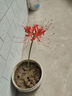 彼岸花種球曼珠沙華紅花換錦石蒜種球陽(yáng)臺盆栽濃香四季播種花種籽 彼岸花種球（紅色） 5個(gè)球直接1-2cm（試種） 曬單實(shí)拍圖