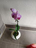 蝴蝶蘭花苗帶花苞客廳辦公室室內桌面裝飾花卉植物四季好養盆栽 寶貝蝴蝶蘭配小號樹(shù)脂飛碟套盆 曬單實(shí)拍圖
