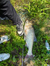 漢鼎一號5代魚(yú)竿超輕手竿5.4米臺釣竿鯽魚(yú)竿碳纖維手桿 5.4m大綜合 曬單實(shí)拍圖