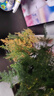 佰花錦文竹桌面盆栽新中式綠植辦公室客廳盆景茶臺臥室好養綠植花卉植物 【送方底座】文竹+pvc舍得盆+黑沙石鋪面 20-30cm 曬單實(shí)拍圖