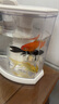 中國紅冷水淡水觀(guān)賞魚(yú)錦鯉魚(yú)活魚(yú)金魚(yú)小型好養紅鯉魚(yú)純種小錦鯉 6-8CM黑白黃紅各一條 曬單實(shí)拍圖