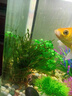 仿真水草魚(yú)缸海草活的魚(yú)缸里放的魚(yú)草魚(yú)缸內水生植物水下 中號水草37cm 曬單實(shí)拍圖