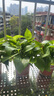 雙盟 綠蘿盆栽除甲醛花卉綠植辦公室新房?jì)艋諝?10款10盆裝源頭直發(fā) 曬單實(shí)拍圖