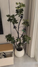嘆為觀(guān)止大型植物發(fā)財樹(shù)各種大顆盆栽開(kāi)業(yè)喬遷客廳辦公室內好養大型花卉 造型鴨腳木【1.5-1.7米】 含盆 曬單實(shí)拍圖