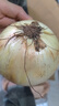 新鮮黃洋蔥黃金水果洋蔥即食蔬菜調料燒烤食材 新鮮黃洋蔥 500g 含箱 曬單實(shí)拍圖