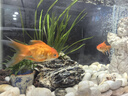 紅國獅金魚(yú)冷水魚(yú)鴻運當頭鶴頂鎏金金魚(yú)苗獅子頭好養耐活淡水金魚(yú) 紅國獅8-10cm2條送魚(yú)食 曬單實(shí)拍圖