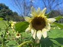 珀萊雅（PROYA）光學瓶 美白精華液 恒光凈白淡斑精華30ml生日禮物 曬單實拍圖