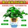 雙盟綠蘿盆栽除甲醛花卉綠植辦公室180款加侖自吸水盆8盆裝源頭直發(fā) 曬單實(shí)拍圖