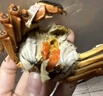 【活蟹】大閘蟹特大母蟹去繩足斤重興化紅膏蟹泰州鮮活海鮮水產(chǎn) 公1.5兩 母1.5兩 6對12只 曬單實(shí)拍圖