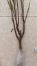 流蘇樹(shù)苗盆栽四季開(kāi)花濃香四季好養室內外植物陽(yáng)臺庭院觀(guān)花卉綠植 新品【夢(mèng)幻】耐寒耐熱 熱銷(xiāo)款：八年樹(shù)狀獨桿-當年開(kāi)花爆滿(mǎn)【包活】 曬單實(shí)拍圖