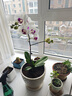 社細中夢(mèng)蝴蝶蘭帶花盆栽帶花水培植物花卉室內植物花苗客廳特級 【雪域】蝴蝶蘭帶花+方陶瓷盆 曬單實(shí)拍圖