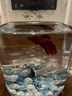 玻璃小魚(yú)缸冰晶石桌面創(chuàng  )意生態(tài)斗魚(yú)缸珍珠碎鉆景觀(guān)缸裝飾造景全套 藍鉆珍珠珊瑚景觀(guān)套餐 曬單實(shí)拍圖