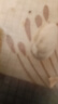 農(nóng)香森 開(kāi)心果500g罐裝鹽焗大顆粒原色無(wú)漂白 散裝批發(fā)烘焙孕婦干果零食 曬單實(shí)拍圖