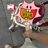 AMORHOME溜娃嬰兒推車(chē)輕便可折疊簡(jiǎn)易傘車(chē)遛娃神器高景觀(guān)兒童手推車(chē) 限定吉祥紅【全包升級+置物包】 曬單實(shí)拍圖