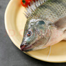鮮活羅非魚(yú)600-700g/條 曬單實(shí)拍圖