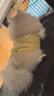 秋冬款保暖加厚馬甲泰迪比熊博美幼犬幼貓衣服絨衣小狗狗衣服 洛克黃 XXL（建議體重15-20斤） 曬單實(shí)拍圖