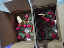 貴州茅臺鎮醬香型白酒純糧食高粱基酒53度自釀純坤沙原漿白酒整箱 53度 500mL 6瓶 原漿老酒整箱 曬單實(shí)拍圖
