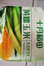 十月稻田 黃糯玉米 3.52斤(220g*8根) 25年新玉米 低脂 早餐零食 東北玉米 曬單實(shí)拍圖