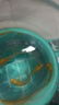 招財黃金金魚(yú)鯉魚(yú)冷水魚(yú)苗好養耐活淡水活魚(yú)魚(yú)苗錦鯉龍鳳批發(fā) 錦鯉6-8黃金3條 曬單實(shí)拍圖