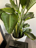 植男植女天堂鳥(niǎo)盆栽客廳室內好養大型落地綠植辦公室大葉鶴望蘭源頭直發(fā) 曬單實(shí)拍圖
