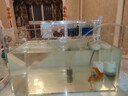 YEE超白魚(yú)缸桌面客廳生態(tài)斗金魚(yú)烏龜缸造景小型水草養魚(yú)玻璃裸缸40cm 曬單實(shí)拍圖