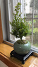開(kāi)時(shí)果 小葉赤楠盆景擺件 辦公室桌面綠植花卉好養盆栽植物源頭直發(fā)包郵 【熱銷(xiāo)款】哥窯浸墨盆+苔蘚+底座 曬單實(shí)拍圖