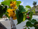 重瓣三角梅苗盆栽地栽花卉老樁室內陽(yáng)臺庭院爬藤植物四季開(kāi)花 加州黃金【花期帶花原盆原土發(fā)貨】 曬單實(shí)拍圖