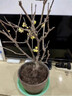 臘梅花樹(shù)苗盆栽老樁盆景素心臘梅花地栽花卉綠植耐寒室 嫁接臘梅6年苗(1.5-2cm粗) 曬單實(shí)拍圖