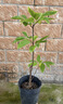 釋迦果苗樹(shù)帶果臺灣鳳梨嫁接果樹(shù)果苗榴蓮庭院南方種植盆栽地栽苗 鳳梨釋迦 兩年苗 曬單實(shí)拍圖