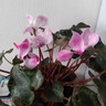 ZHANJIE【百蟲(chóng)清】花卉植物室內外綠植除蟲(chóng)劑蜘蛛蚜蟲(chóng)月季花蟲(chóng)害殺蟲(chóng)噴霧 【園藝師強力推薦】殺蟲(chóng)不傷植物*2 曬單實(shí)拍圖