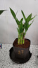 富貴竹盆栽植物室內凈化空氣綠植荷花竹辦公室桌面四季好養小盆栽 荷花竹+節節高升盆+圓底座【1盆】 盆口直徑約8cm 曬單實(shí)拍圖