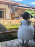 G.DUCKKIDS小黃鴨周歲禮服女寶寶連衣裙抓周嬰兒裙子兒童公主裙女孩生日禮物 蛋糕裙加頭紗 80 尺碼6-12月【75-85cm】 曬單實(shí)拍圖