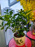 呆果丁海南小青桔樹(shù)苗嫁接小檸檬四季金桔苗當年結果室內盆栽帶果果樹(shù)苗 【精選好苗】1棵海南小青桔樹(shù)苗高約40-60cm 曬單實(shí)拍圖