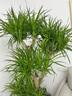 植物多菌靈殺菌劑花卉專(zhuān)用除菌花病康噴劑白粉病炭疽病殺蟲(chóng)劑 單瓶【500ml】帶噴頭 曬單實(shí)拍圖