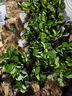 戀品惠草莓苗原土發(fā)貨開(kāi)花大果四季奶油草莓苗批發(fā)草莓苗當年結果穴盤(pán)苗 12棵紅顏草莓【原土發(fā)貨】+肥料 曬單實(shí)拍圖