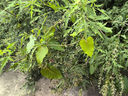 添可芙萬(wàn)StretchPlus超能版 【系列熱銷(xiāo)150萬(wàn)+臺(tái)】超薄躺平洗地機(jī)吸拖一體自動(dòng)清洗掃地機(jī)器人國(guó)家補(bǔ)貼 曬單實(shí)拍圖