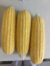 【云南高原玉米】現摘新鮮水果玉米新鮮甜玉米棒生鮮蔬菜可生吃 新鮮水果玉米 4斤 帶箱 300g起 曬單實(shí)拍圖