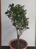花翁山茶花盆栽不帶花苞花卉植物室內(nèi)樹苗 紅赤丹（80cm高）源頭直發(fā) 曬單實拍圖