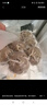 潮興記汕頭牛肉丸250g 牛肉含量95%不含豬肉正宗潮汕手打火鍋食材 曬單實(shí)拍圖