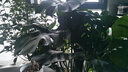愛(ài)優(yōu)尚天堂鳥(niǎo)綠植盆栽客廳室內辦公室大型綠植好養凈化空氣源頭直發(fā) 曬單實(shí)拍圖