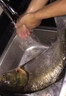 天元浮釣鰱鳙大頭魚(yú)餌料花鰱白鰱魚(yú)手竿水庫野釣魚(yú)餌專(zhuān)用餌料 （1大包） 曬單實(shí)拍圖