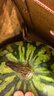 曉吸無(wú)籽麒麟瓜 4kg 曬單實(shí)拍圖