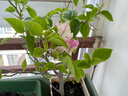 重瓣三角梅苗盆栽地栽花卉老樁室內陽(yáng)臺庭院爬藤植物四季開(kāi)花 漳紅櫻【花期帶花原盆原土發(fā)貨】 曬單實(shí)拍圖