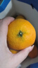 城南堡花四川大涼山愛媛38號果凍橙 新鮮橙子水果柑橘現(xiàn)摘 精品大果凈果4.5斤（70-75mm） 曬單實拍圖