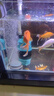 徹朗氧氣泵魚缸超靜音氧氣泵魚缸小型家用增氧泵大氣量 中號 雙孔【6.5cm雙納米氣盤套餐】 曬單實拍圖