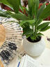 白掌盆栽一帆風(fēng)順開(kāi)花植物辦公室室內四季好養植物喜陰陶瓷盆 原盆原土+一帆風(fēng)順帶花苞 曬單實(shí)拍圖