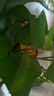 雙盟綠蘿盆栽除甲醛花卉綠植辦公室新房?jì)艋諝?120款10盆源頭直發(fā) 曬單實(shí)拍圖