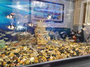 魚(yú)缸清洗神器魚(yú)缸水質(zhì)凈化劑魚(yú)缸凈水劑50年不換水去綠去黃水神器 買(mǎi)二贈一【魚(yú)缸一滴清】三瓶裝 曬單實(shí)拍圖