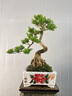 卓美御庭高端黃楊造型盆景老樁真樹(shù)室內(nèi)外庭院客廳陽(yáng)臺(tái)辦公室盆栽中秋禮物 精品黃楊盆景 曬單實(shí)拍圖